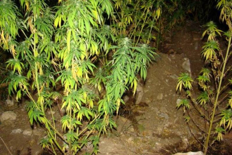 ΣΤΟ ΤΡΙΚΟΡΦΟ ΓΡΕΒΕΝΩΝ: Καλλιεργούσε δενδρύλλια κάνναβης