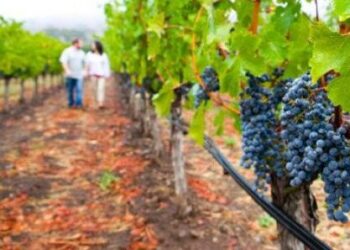 Forbes: Οι νέοι στην Ελλάδα επιστρέφουν στα αμπέλια και κάνουν θαύματα με το κρασί  Πηγή: Forbes: Οι νέοι στην Ελλάδα επιστρέφουν στα αμπέλια και κάνουν θαύματα με το κρασί | Ειδήσεις και νέα με άποψη http://www.iefimerida.gr/node/163597#ixzz37omEWN95