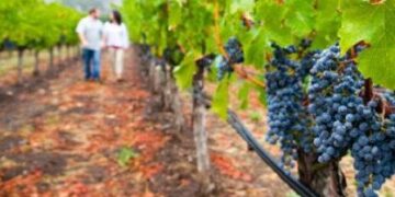 Forbes: Οι νέοι στην Ελλάδα επιστρέφουν στα αμπέλια και κάνουν θαύματα με το κρασί  Πηγή: Forbes: Οι νέοι στην Ελλάδα επιστρέφουν στα αμπέλια και κάνουν θαύματα με το κρασί | Ειδήσεις και νέα με άποψη http://www.iefimerida.gr/node/163597#ixzz37omEWN95