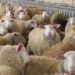ΤΜΗΜΑ ΚΤΗΝΙΑΤΡΙΚΗΣ Π.Ε. ΚΟΖΑΝΗΣ: Αυξημένα κρούσματα καταρροϊκού πυρετού του προβάτου