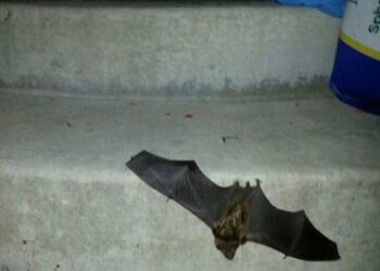 Αμαλιάδα: Συναγερμός στο ΚΕΕΛΠΝΟ για νυχτερίδα που δάγκωσε 60χρονο