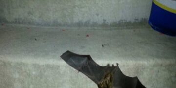 Αμαλιάδα: Συναγερμός στο ΚΕΕΛΠΝΟ για νυχτερίδα που δάγκωσε 60χρονο