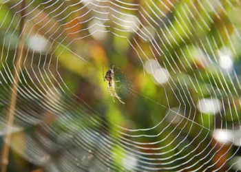 Σοκ στη Ρόδο -62χρονος πέθανε από τσίμπημα αράχνης