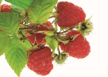 Καλοκαιρινά φρούτα, τι μας προσφέρουν και πως θα τα διαλέξουμε – Επιμέλεια Κλεοπάτρα Ζουμπουρλή