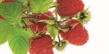 Καλοκαιρινά φρούτα, τι μας προσφέρουν και πως θα τα διαλέξουμε – Επιμέλεια Κλεοπάτρα Ζουμπουρλή