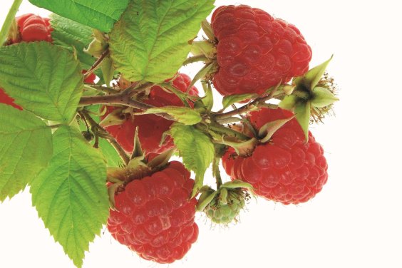 Καλοκαιρινά φρούτα, τι μας προσφέρουν και πως θα τα διαλέξουμε – Επιμέλεια Κλεοπάτρα Ζουμπουρλή