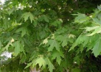 Η Αποκεντρωμένη Διοίκηση για την ασθένεια του μεταχρωματικού έλκους των πλατάνων