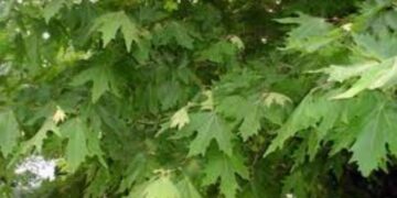 Η Αποκεντρωμένη Διοίκηση για την ασθένεια του μεταχρωματικού έλκους των πλατάνων