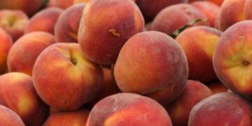 Σε απόγνωση βρίσκονται οι παραγωγοί σε Ημαθία και Κοζάνη λόγω του εμπάργκο -Ζητούν αποζημιώσεις