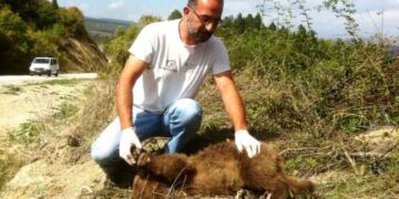 Νεκρό αρκουδάκι από ατύχημα στον επαρχιακό δρόμο Νεστορίου-Μελανθίου