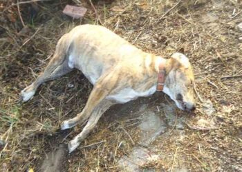 Πτολεμαΐδα: Με καταγγελία στην Ασφάλεια απαντούν στις "φόλες" οι φιλόζωοι