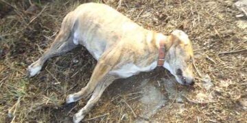 Πτολεμαΐδα: Με καταγγελία στην Ασφάλεια απαντούν στις "φόλες" οι φιλόζωοι