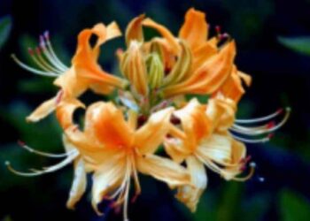 Παλαλόν μελ έφαες; – γράφει η Αναστασία Κορκοτίδου