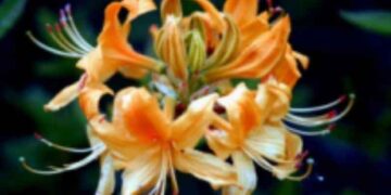 Παλαλόν μελ έφαες; – γράφει η Αναστασία Κορκοτίδου