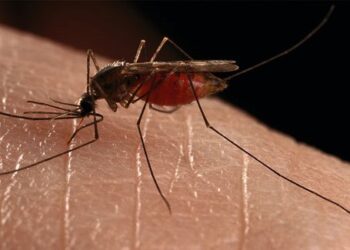 Ενημέρωση για τον Ιό του Δυτικού Νείλου