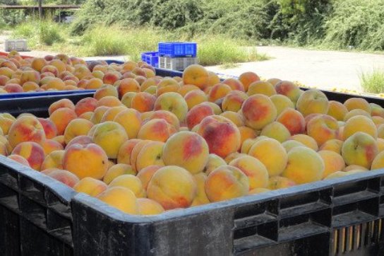 Άμεση αναπλήρωση απώλειας εισοδήματος των Ελλήνων αγροτών ζήτησε στο Συμβούλιο ο ΥΠΑΑΤ