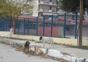 Να μην μείνουν πάλι ατιμώρητοι όσοι ρίχνουν φόλες στα αδέσποτα