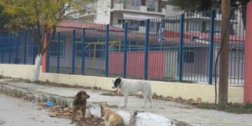 Να μην μείνουν πάλι ατιμώρητοι όσοι ρίχνουν φόλες στα αδέσποτα