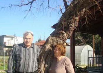 Το δέντρο έχει τη δική του ιστορία!