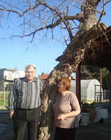 Το δέντρο έχει τη δική του ιστορία!