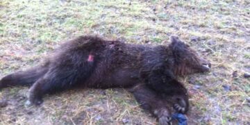 Δεν έπεσαν σε Χειμερία νάρκη οι αρκούδες λόγω υψηλών θερμοκρασιών- Προσοχή εφιστά ο “Αρκτούρος”