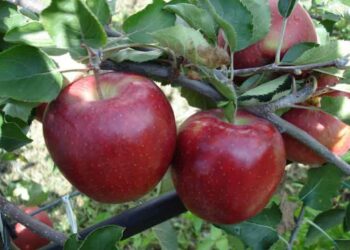 Αποζημιώσεις ύψους 1,2 εκ. € καταβάλλει σήμερα ο ΕΛΓΑ στη Δ. Μακεδονία