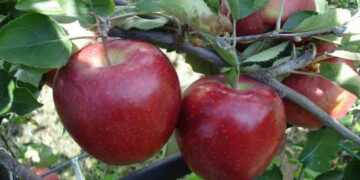 Αποζημιώσεις ύψους 1,2 εκ. € καταβάλλει σήμερα ο ΕΛΓΑ στη Δ. Μακεδονία