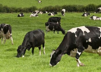 Κανένα κρούσμα οζώδους δερματίτιδας στα βοοειδή της Π.Ε. Κοζάνης