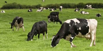 Κανένα κρούσμα οζώδους δερματίτιδας στα βοοειδή της Π.Ε. Κοζάνης