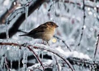 Άμον πουλίν χειμωγγονί… Του Μωυσιάδη Παναγιώτη