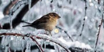 Άμον πουλίν χειμωγγονί… Του Μωυσιάδη Παναγιώτη