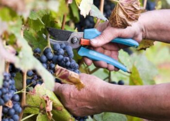 Δήμος Κοζάνης: Έναρξη δηλώσεων συγκομιδής σταφυλιών