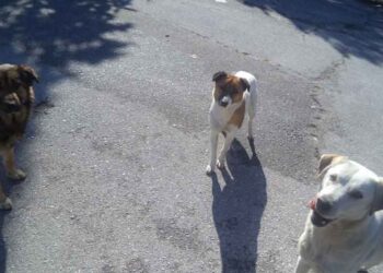 Δήμος Κοζάνης: Εφαρμογή του Προγράμματος Διαχείρισης Αδέσποτων Σκύλων