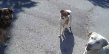 Δήμος Κοζάνης: Εφαρμογή του Προγράμματος Διαχείρισης Αδέσποτων Σκύλων