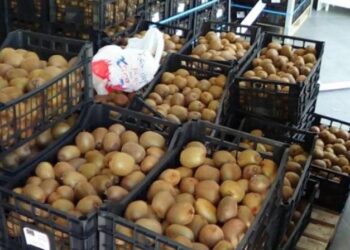 Δωρεάν διανομή ακτινιδίων από το Δήμο Σερβίων – Βελβεντού – Από18 μέχρι 20/11