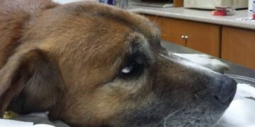 Έριξαν πάλι φόλες στην Πτολεμαΐδα