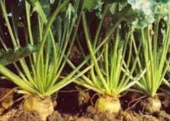 Αναρτήθηκε η κατάσταση πληρωμής για τους δικαιούχους του «Συστήματος Ολοκληρωμένης Διαχείρισης στην παραγωγή σακχαρότευτλων έτους 2013» από την Περιφέρεια Δυτικής Μακεδονίας