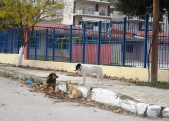 “Έλεος πια με τα σκυλιά. Που είναι ο Δήμος;”- ΕΠΙΣΤΟΛΗ ΑΝΑΓΝΩΣΤΗ