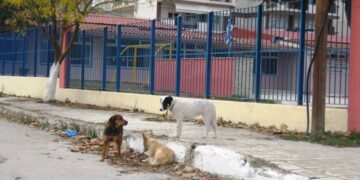 “Έλεος πια με τα σκυλιά. Που είναι ο Δήμος;”- ΕΠΙΣΤΟΛΗ ΑΝΑΓΝΩΣΤΗ