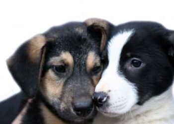 11 λόγοι για να υιοθετήσετε ένα αδέσποτο ζώο