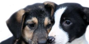 11 λόγοι για να υιοθετήσετε ένα αδέσποτο ζώο