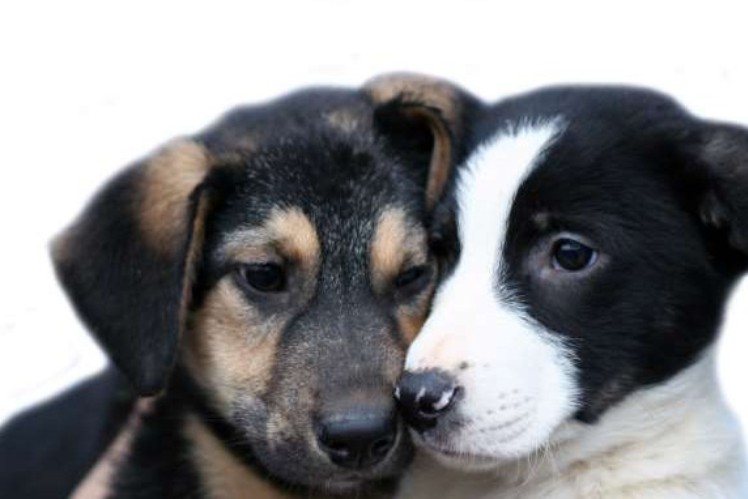 11 λόγοι για να υιοθετήσετε ένα αδέσποτο ζώο