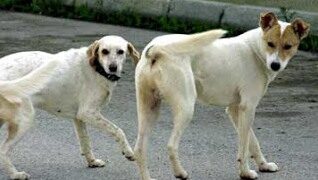 Εθελοντές Κυνοκομείου Πτολεμαΐδας: “Φόλες, προσοχή…”