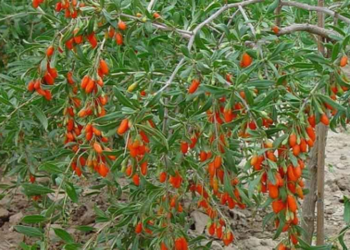 Πρώτο Δ.Σ. για τον νέο Συνεταιρισμό Εναλλακτικών Καλλιεργειών στην Κοζάνη