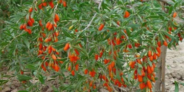 Πρώτο Δ.Σ. για τον νέο Συνεταιρισμό Εναλλακτικών Καλλιεργειών στην Κοζάνη