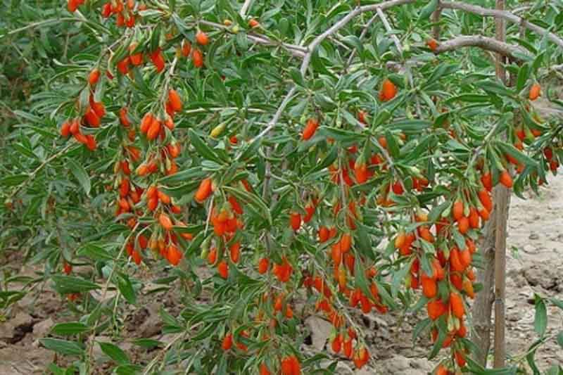 Πρώτο Δ.Σ. για τον νέο Συνεταιρισμό Εναλλακτικών Καλλιεργειών στην Κοζάνη