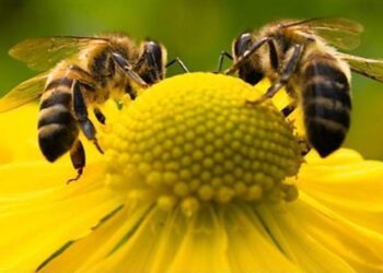 Ενημερωτική ημερίδα για την επαγγελματική μελισσοκομία στο ΤΕΙ Κοζάνης