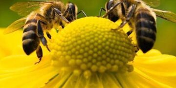 Ενημερωτική ημερίδα για την επαγγελματική μελισσοκομία στο ΤΕΙ Κοζάνης