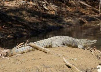 Νεκρός ο Σήφης ο κροκόδειλος
