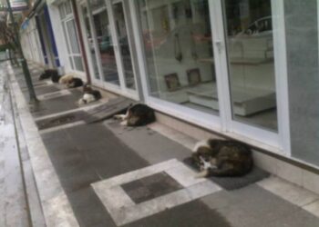 Ξαναγέμισε αδέσποτα η Πτολεμαΐδα